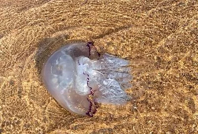 Проникшие из Черного моря медузы стали «хозяйничать» в Азовском