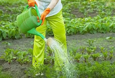 Жара до 33 градусов: как поливать и подкармливать огород с 26 июня 2025 без вреда урожаю