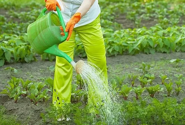 Жара до 33 градусов: как поливать и подкармливать огород с 26 июня 2025 без вреда урожаю