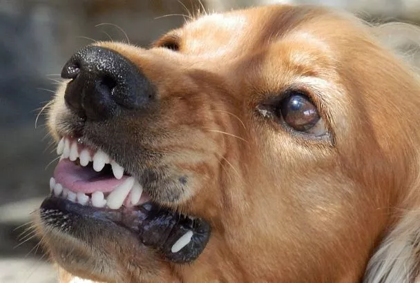 Бездомная собака покусала девочку в Краснодаре. СК возбудил уголовное дело