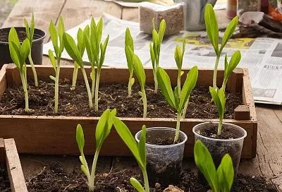 Рассада будет расти в два раза быстрее – достаточной одной таблетки аспирина, а результат как от дорогостоящих удобрений