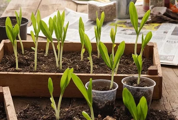 Рассада будет расти в два раза быстрее – достаточной одной таблетки аспирина, а результат как от дорогостоящих удобрений