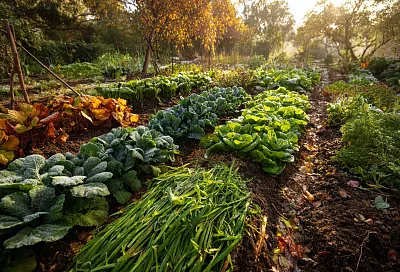 Сидераты осенью: главная ошибка, которую совершает 9 из 10 огородников