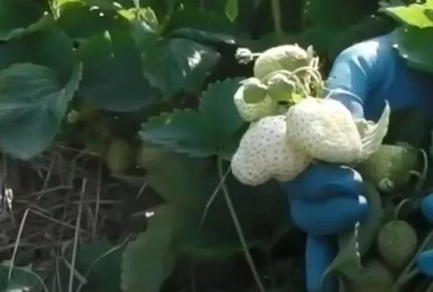 Белая клубника? Да! 3 сорта-чемпиона для посадки весной 2025 — где купить