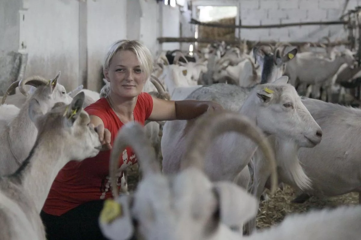 Младшая дочь главы КФХ Екатерина Рябцева, одна из победительниц конкурса нашей газеты «Самая лучшая доярка Кубани», умеет найти подход к животным. Младшая дочь главы КФХ Екатерина Рябцева, одна из победительниц конкурса нашей газеты «Самая лучшая доярка Кубани», умеет найти подход к животным.