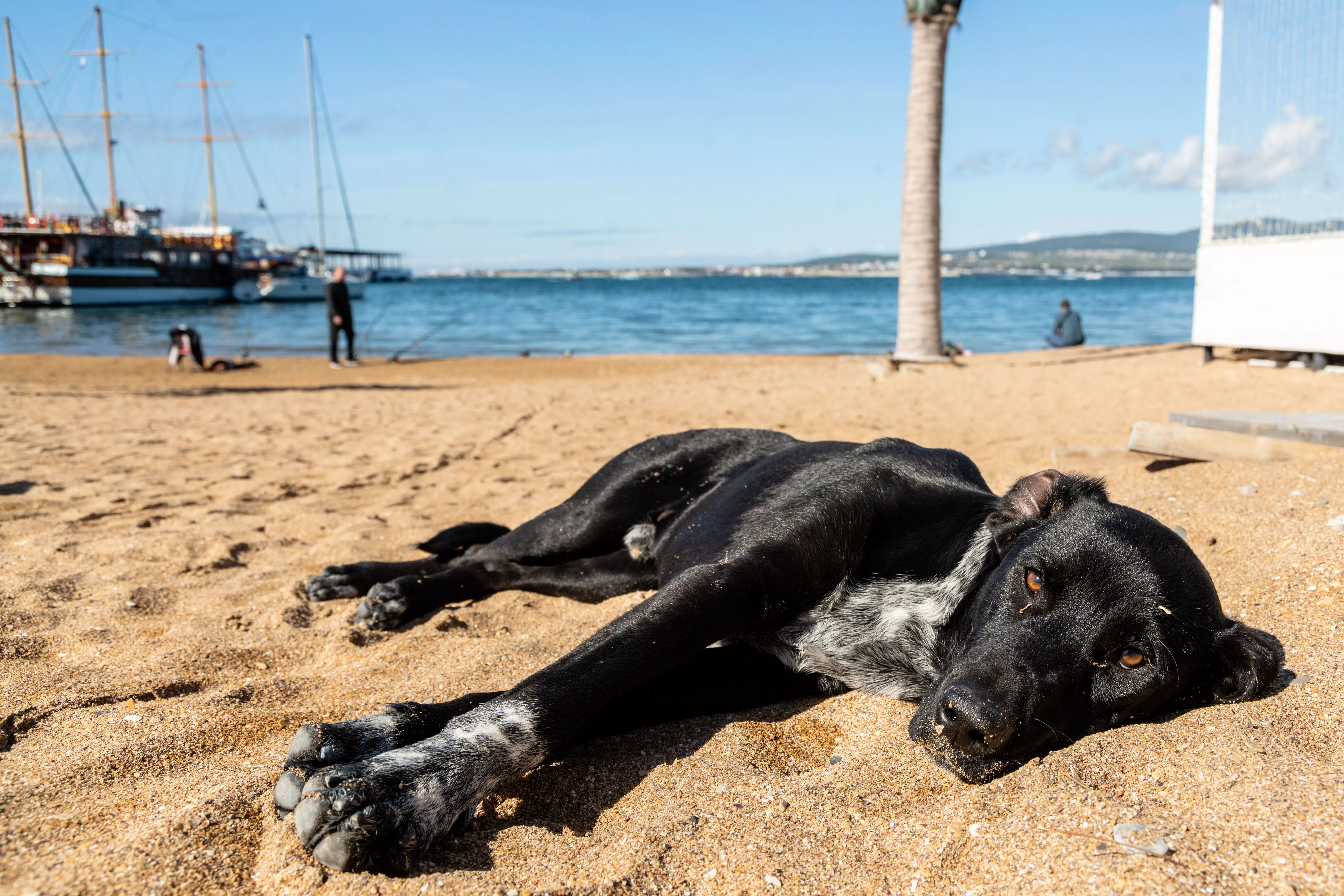 Вступил в силу запрет на посещение пляжей с собаками