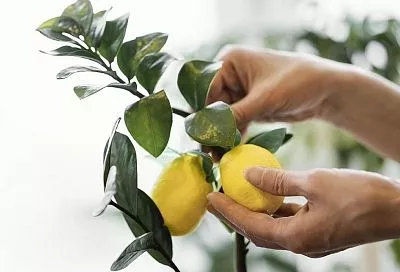 Выбираем фитолампу для лимона — и ароматный урожай даже на северном окне