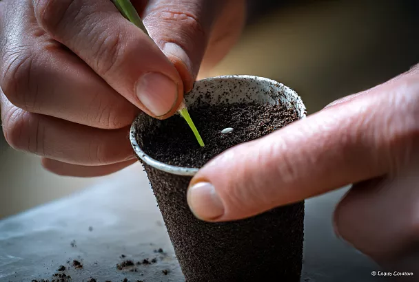 Томаты на ранний урожай сею зимой: беру низкорослые — и в мае уже снимаю первые плоды