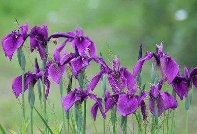 И грядки станут аккуратнее, и цветы сбережете: что делать осенью с ирисами, чтобы они не погибли во время суровой зиму, которую обещают синоптики