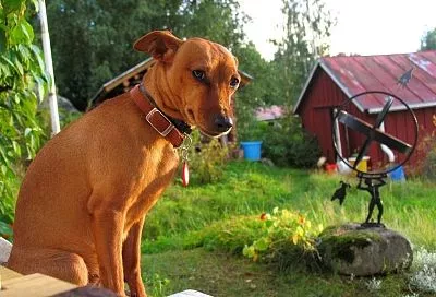Спрос на уход за загородными участками вырос на Кубани
