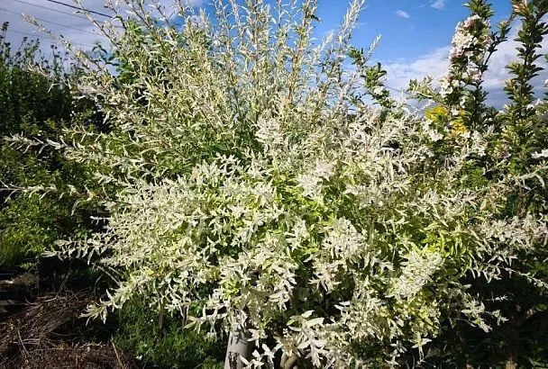 Японская ива: нереальная красота, которая впишется в любой сад и станет его фишкой