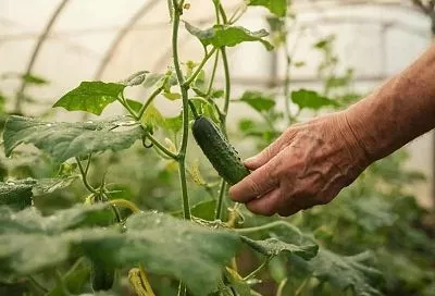 Покупаем семена огурцов в феврале: три секрета раннего урожая, пока соседи ещё спят