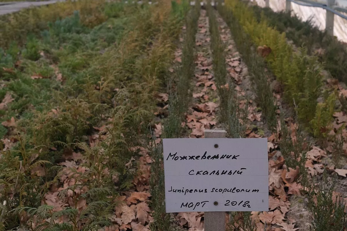 Главные направления деятельности Белореченского питомника – выращивание посадочного материала для создания лесных культур на землях лесного фонда.