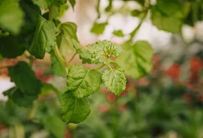 Зарядить водой иногда нужно даже малину