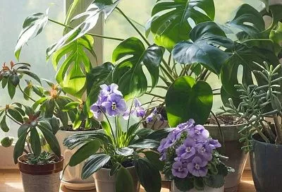 Комнатные цветы растут как сумасшедшие: простые, но мощные подкормки, которые заставят ваши растения радовать глаз каждый день