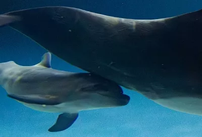 В Москве родился детеныш черноморской афалины