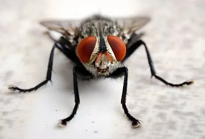 Российские ученые предложили использовать содержащийся в мухах белок для борьбы с болезнями мозга