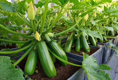 Ранние кабачки уже в мае: как получить урожай на месяц раньше