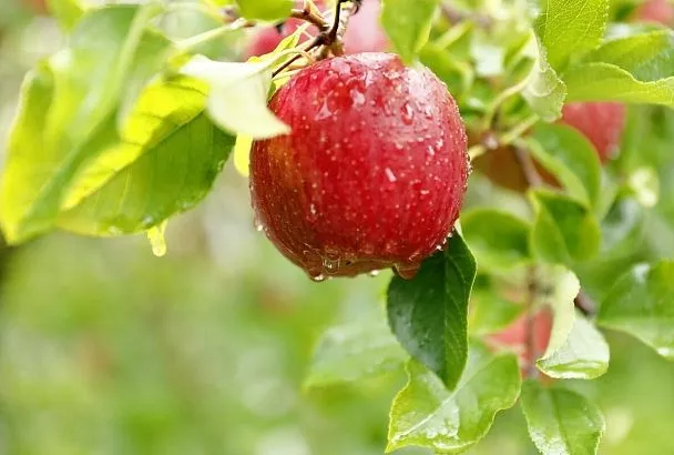 Три лучших сорта яблонь для идеального сада, которые плодоносят круглый год 