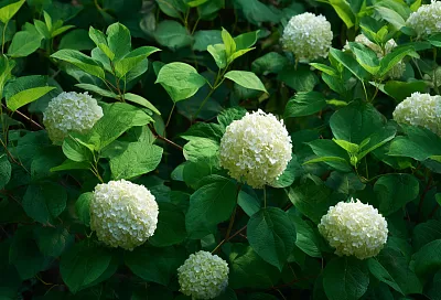 Как обрезка превращает гортензии в шедевр сада