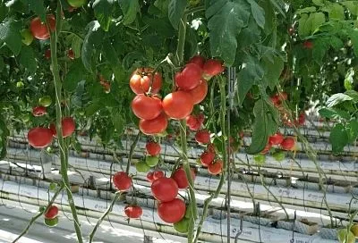 2 литра под куст: делаем в июле такую подкормку томатов и собираем в 2 раза больше урожая