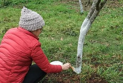 А вы белите фруктовые деревья весной? Это защита, а не дань традиции