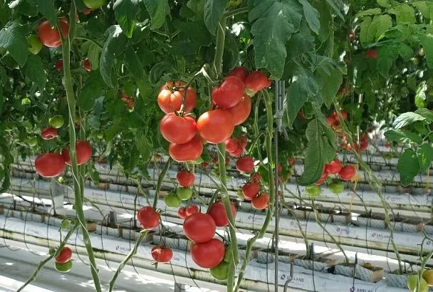 2 литра под куст: делаем в июле такую подкормку томатов и собираем в 2 раза больше урожая