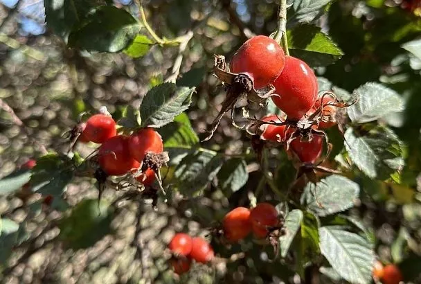 Джем из роз: оригинальное, вкусное и полезное блюдо из шиповника