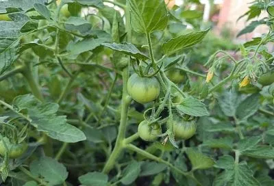 Главная фишка для богатого урожая: не пропускайте фосфорно-калийные подкормки и устанете собирать томаты 