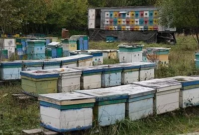 Полакомьтесь медком: что можно и нельзя делать 2 июля в день Зосимы и Саввы Пчельников