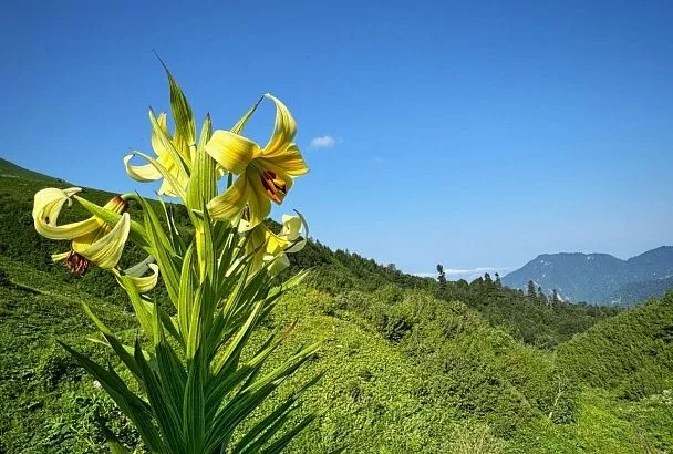 Более 2 млн человек посетили Сочинский национальный парк с начала года