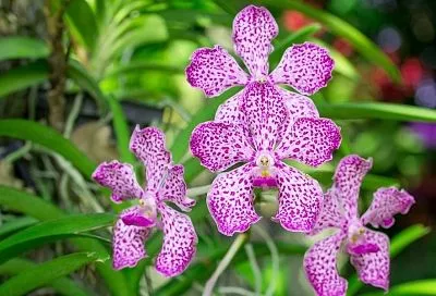 Соседи думают, что орхидеи: посадила схизантус – и клумба заиграла тропическими красками