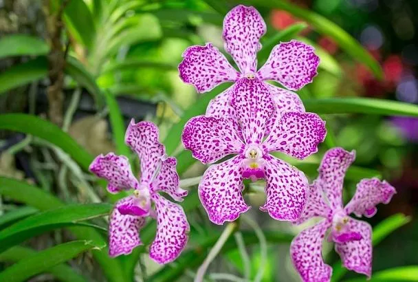 Соседи думают, что орхидеи: посадила схизантус – и клумба заиграла тропическими красками