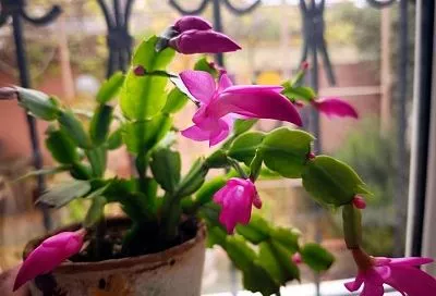 Уход за декабристом в январе: что делать после цветения для пышности и будущих бутонов