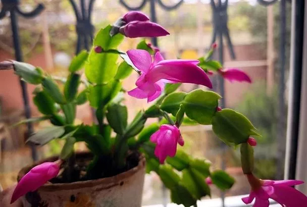 Уход за декабристом в январе: что делать после цветения для пышности и будущих бутонов