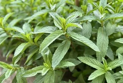 Охлаждает, лечит и успокаивает: токсиколог рассказал о пользе мяты в жару