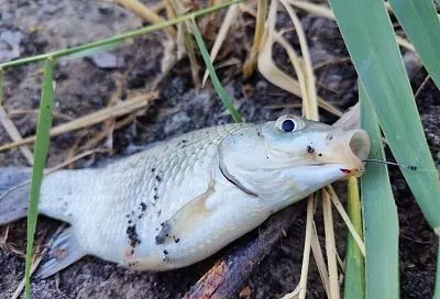 Если карась ловится на опарыша: вот почему в этом случае нужно точить крючок