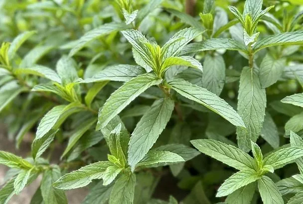 Охлаждает, лечит и успокаивает: токсиколог рассказал о пользе мяты в жару