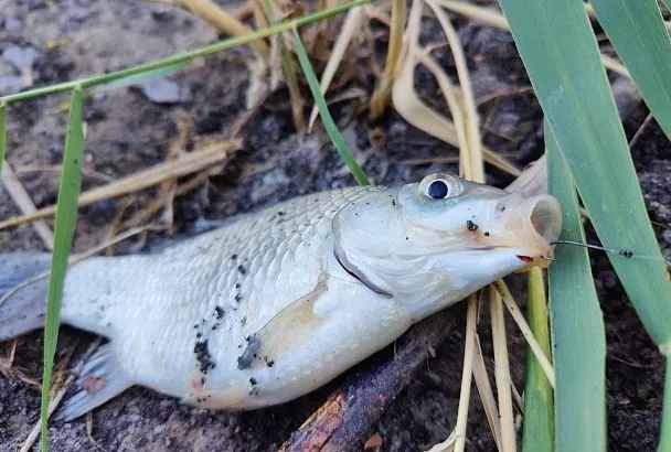 Если карась ловится на опарыша: вот почему в этом случае нужно точить крючок