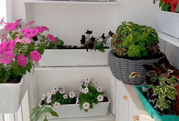 Цветы-многолетники в горшках: создаю переносную клумбу на балконе за 4 шага