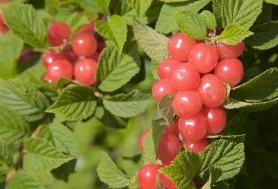 Успейте посадить войлочную вишню уже этой весной: 6 неожиданных причин завести компактный кустарник на своем участке