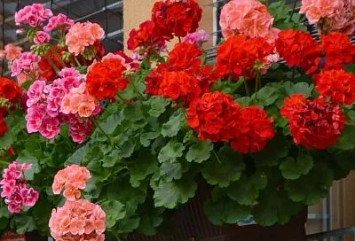 Почему не цветет герань? Выясняем причину за 5 минут (чек-лист) и секрет pH почвы