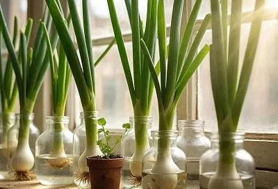 Выращиваем лук на подоконнике за неделю без земли и грязи — ваш гид по выращиванию лука дома