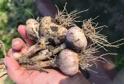 Правильная посадка озимого чеснока осенью: как получить богатый урожай