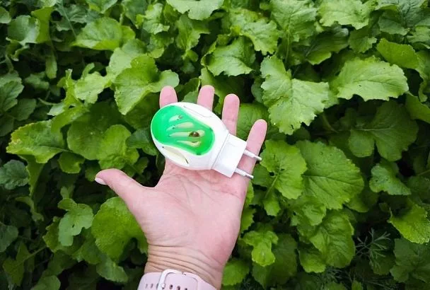 Фумигатор и свечи от комаров против белокрылки: работает ли этот метод и насколько он безопасен