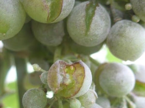 Потерю 20-40% урожая винограда из-за избытка влаги прогнозируют в Новороссийске