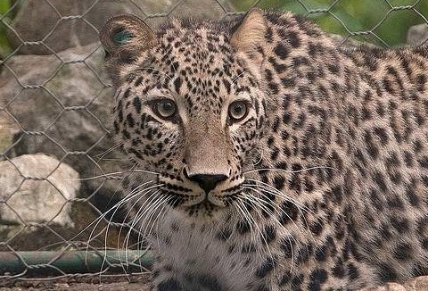 Трех леопардов из Сочи выпустили в дикую природу