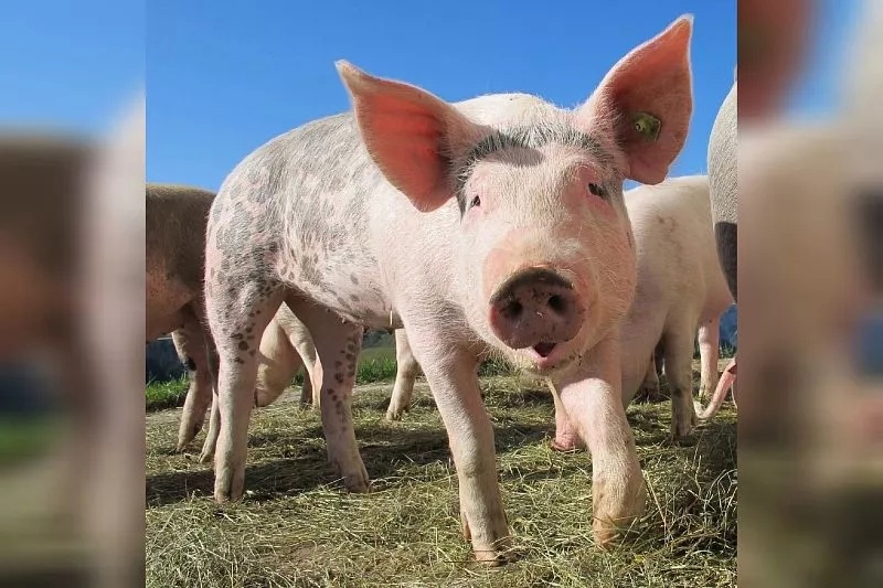 В Краснодарском крае выявили новый очаг африканской чумы свиней