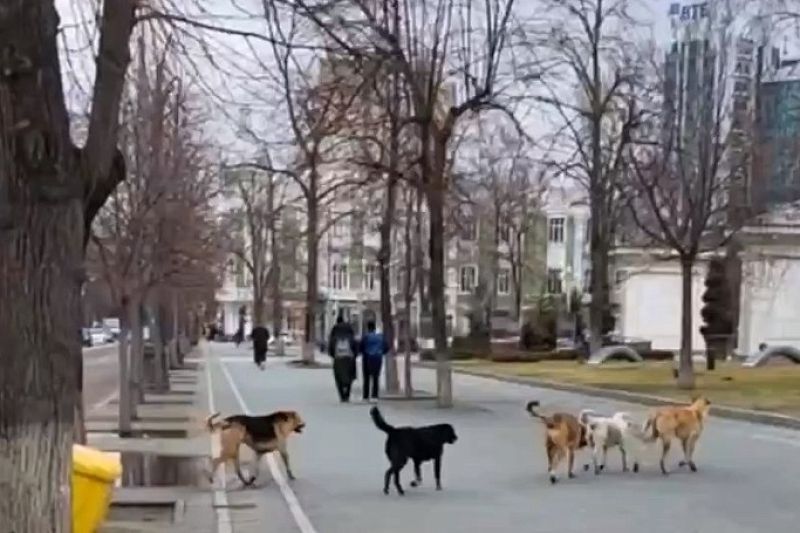 В России предложили ввести учет всех собак
