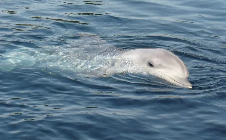 Дельфина-альбиноса сняли на видео туристы у берегов Сочи